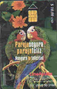 Amazona leucocephala (amazonka kubaska)