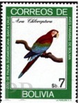 Ara chloropterus (ara zielonoskrzyda), 1981