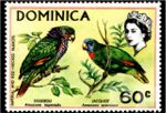 Amazona arausiaca (amazonka dominikaska), 1970