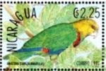 Amazona oratrix (amazonka togarda), 1991