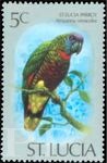 Amazona versicolor (amazonka modrogowa), 1976