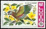 Amazona versicolor (amazonka modrogowa), 1972