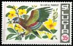 Amazona versicolor (amazonka modrogowa), 1972