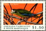 Amazona ventralis (amazonka czarnoucha), 2000