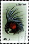 Probosciger aterrimus (aobnica palmowa), 1999