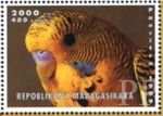 Melopsittacus undulatus (papuka falista), 1999