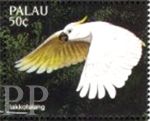 Cacatua galerita (kakadu toczuba), 1996