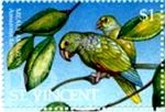 Amazona farinosa (amazonka skromna), 1995