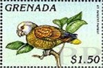 Amazona guildingii (amazonka krlewska), 1996